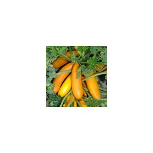 Courgette Atena Polka F1 Kings Seeds