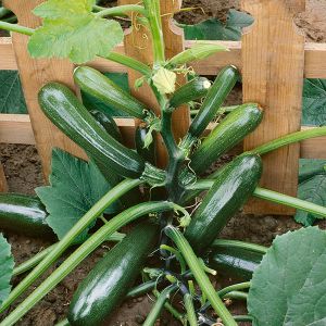 Courgette Black Forest F1 Kings Seeds