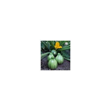 Courgette Boldenice F1 Kings Seeds