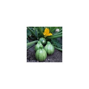 Courgette Boldenice F1 Kings Seeds