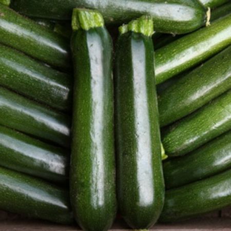 Courgette Midnight F1 Kings Seeds