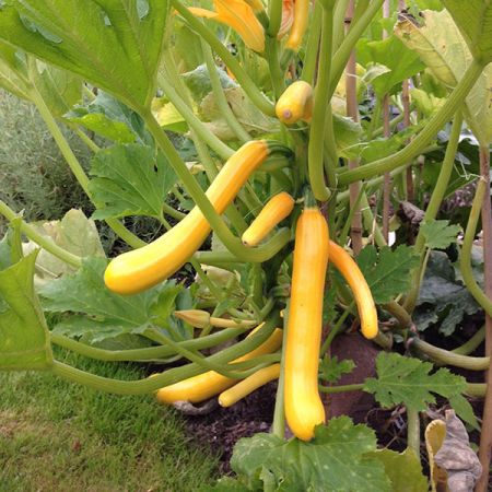 Courgette Shooting Star F1 Kings Seeds