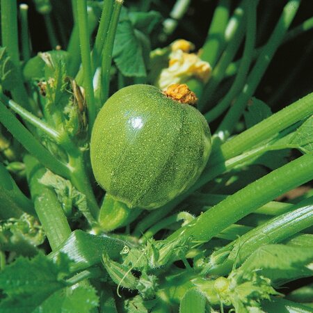 Courgette Tondo Chiaro Di Nizza Kings Seeds