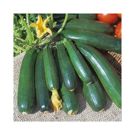 Courgette Zucchini Kings Seeds