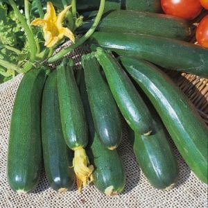 Courgette Zucchini Kings Seeds