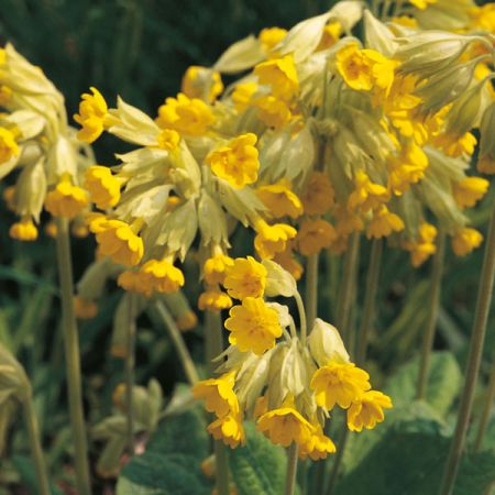 Cowslip (Primula Veris- Kings Seeds