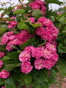 Crataegus Paul Scarlet Hawthorne