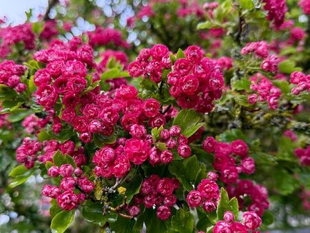 Crataegus Paul Scarlet Hawthorne