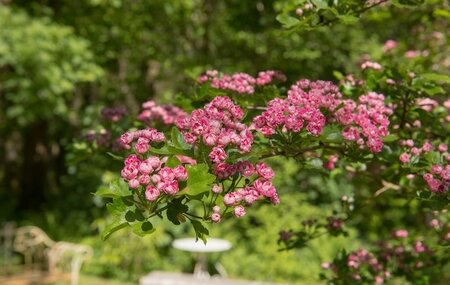 Crataegus Rosea Flore Plena Hawthorn