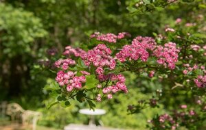 Crataegus Rosea Flore Plena Hawthorn