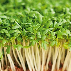 Cress Plain Kings Seeds