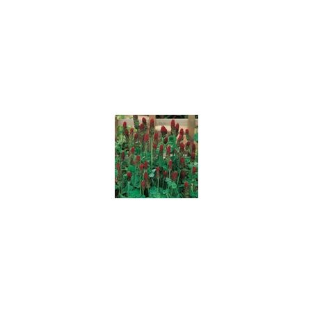 Crimson Clover - Pack For 30 Sq.M- Kings Seeds