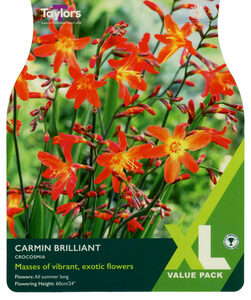 Crocosmia Carmin Brilliant 10 Bulb Pack