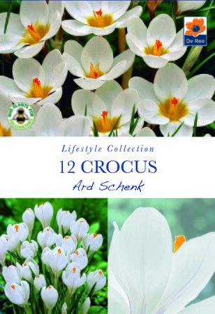 Crocus - Ard Schenk - 10 Bulb Pack