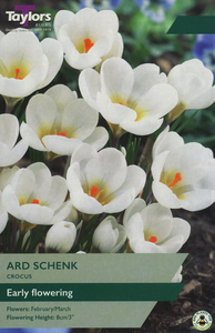 Crocus - Ard Schenk - 12 Bulb Pack