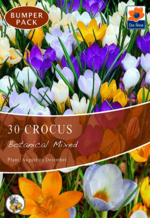 Crocus - Botanical Mixed - 30 Bulb Pack