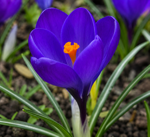Crocus Grand Maitre Pack Of 10 Size 8/9 Cm