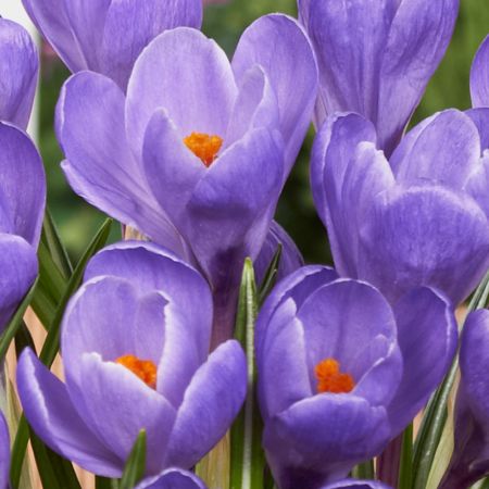 Crocus Grand Maitre Pack Of 10 Size 8/9 Cm