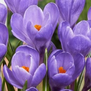 Crocus Grand Maitre Pack Of 10 Size 8/9 Cm