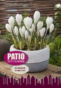 Crocus Jeanne d'Arc 15 Bulb Pack