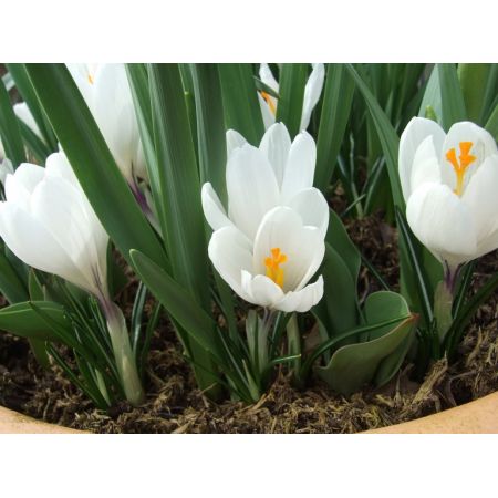 Crocus Jeanne D'Arc Pack Of 10 Size 8/9 Cm