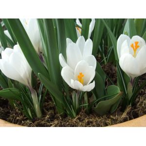 Crocus Jeanne D'Arc Pack Of 10 Size 8/9 Cm