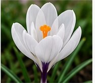 Crocus Jeanne D'Arc Pack Of 10 Size 8/9 Cm