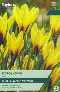 Crocus - Korolkowii - 15 Bulb Pack