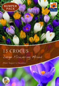 Crocus - Large Flowering Mix - 15 Bulb Pack