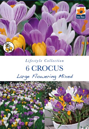 Crocus - Large Flowering Mix - 6 Pack