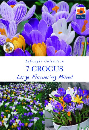 Crocus - Large Flowering Mix - 7 Pack