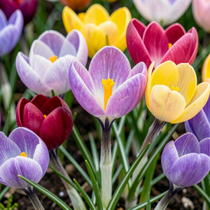 Crocus Mixed Pack Of 10 Size 7/8 Cm