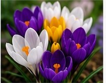 Crocus Mixed Pack Of 10 Size 7/8 Cm