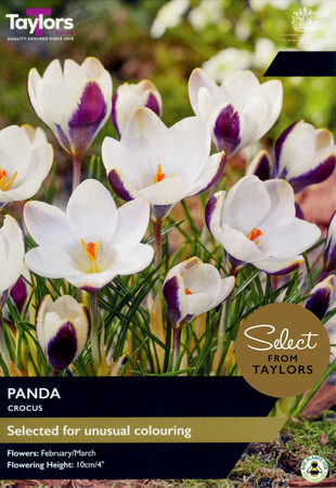 Crocus - Panda - 15 Bulb Pack