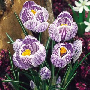 Crocus Pickwick Pack Of 10 Size 8/9 Cm