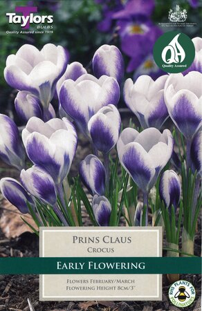 Crocus - Prins Claus - 10 Bulb Pack
