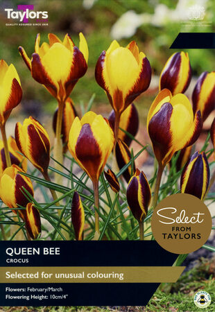 Crocus - Queen Bee - 7 Bulb Pack