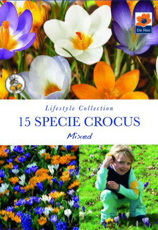 Crocus - Specie Mixed - 15 Pack