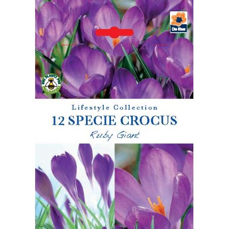 Crocus - Specie Ruby Giant - 12 Bulb Pack