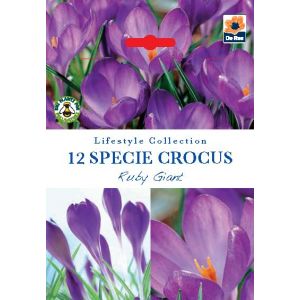 Crocus - Specie Ruby Giant - 12 Bulb Pack