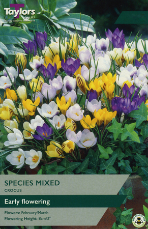 Crocus - Species Mix - 20 Bulb Pack