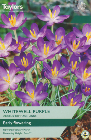 Crocus - Whitewell Purple - 20 Bulb Pack