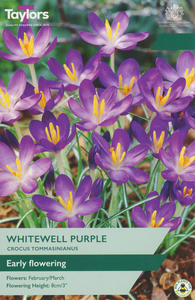 Crocus - Whitewell Purple - 20 Bulb Pack