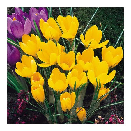 Crocus Yellow Pack Of 10 Size 8/9 Cm