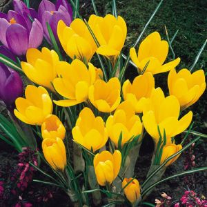 Crocus Yellow Pack Of 10 Size 8/9 Cm