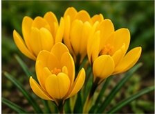 Crocus Yellow Pack Of 10 Size 8/9 Cm