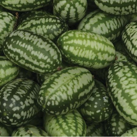  Cucamelon 9cm Pot