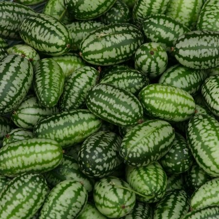 Cucamelon Mexican Gherkin Kings Seeds