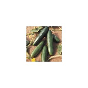 Cucumber La Diva Kings Seeds