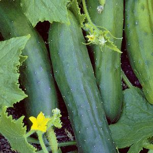 Cucumber Marketmore 76 Kings Seeds